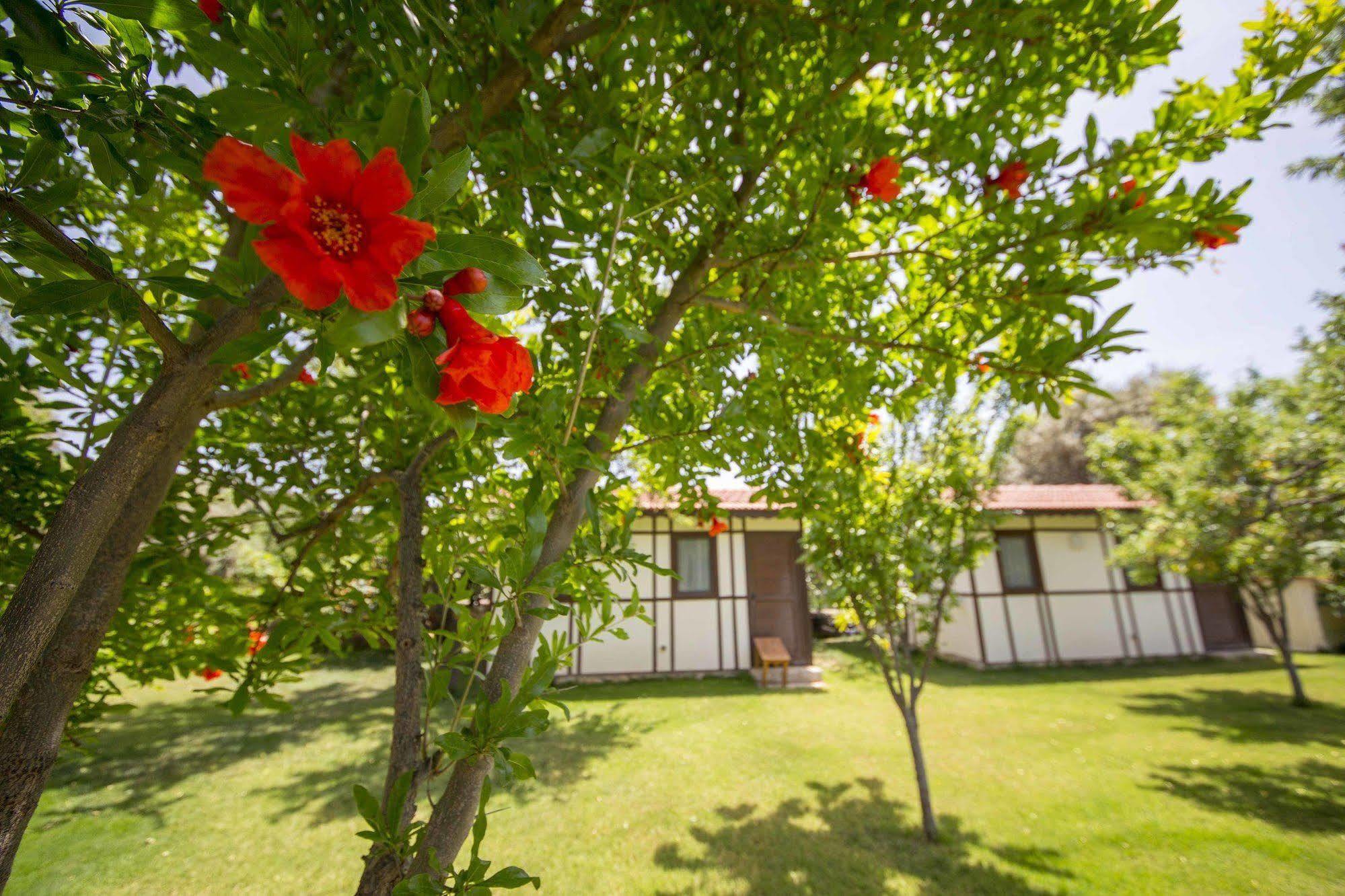 Bal Badem Bungalow Datça Extérieur photo